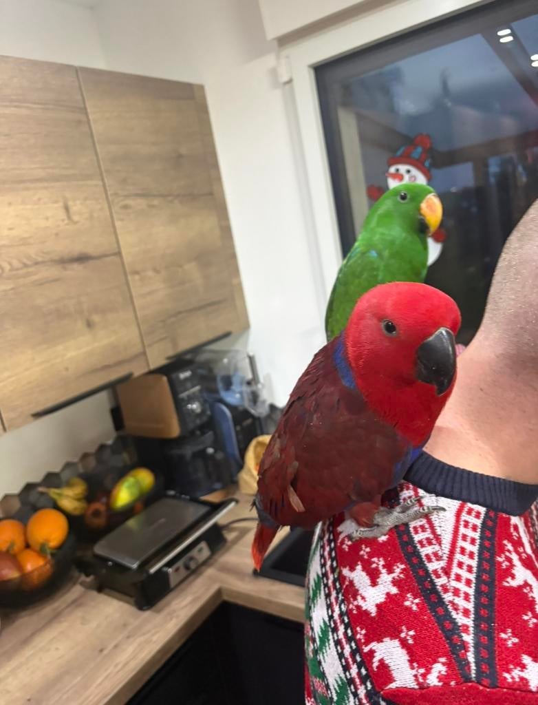 Couple eclectus avec cage, Animaux & Accessoires, Enlèvement ou Envoi