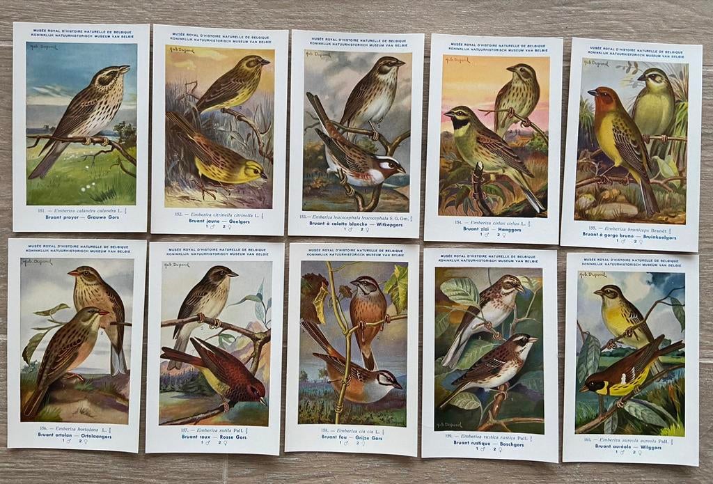 Lot 10 cartes OISEAUX DE LA FAUNE BELGE - pr collectionneur, Collections, Cartes postales | Animaux, Enlèvement ou Envoi, 1940 à 1960