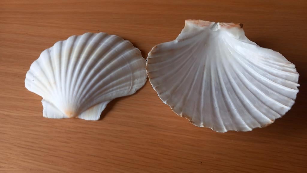 Schelpen, Ophalen of Verzenden