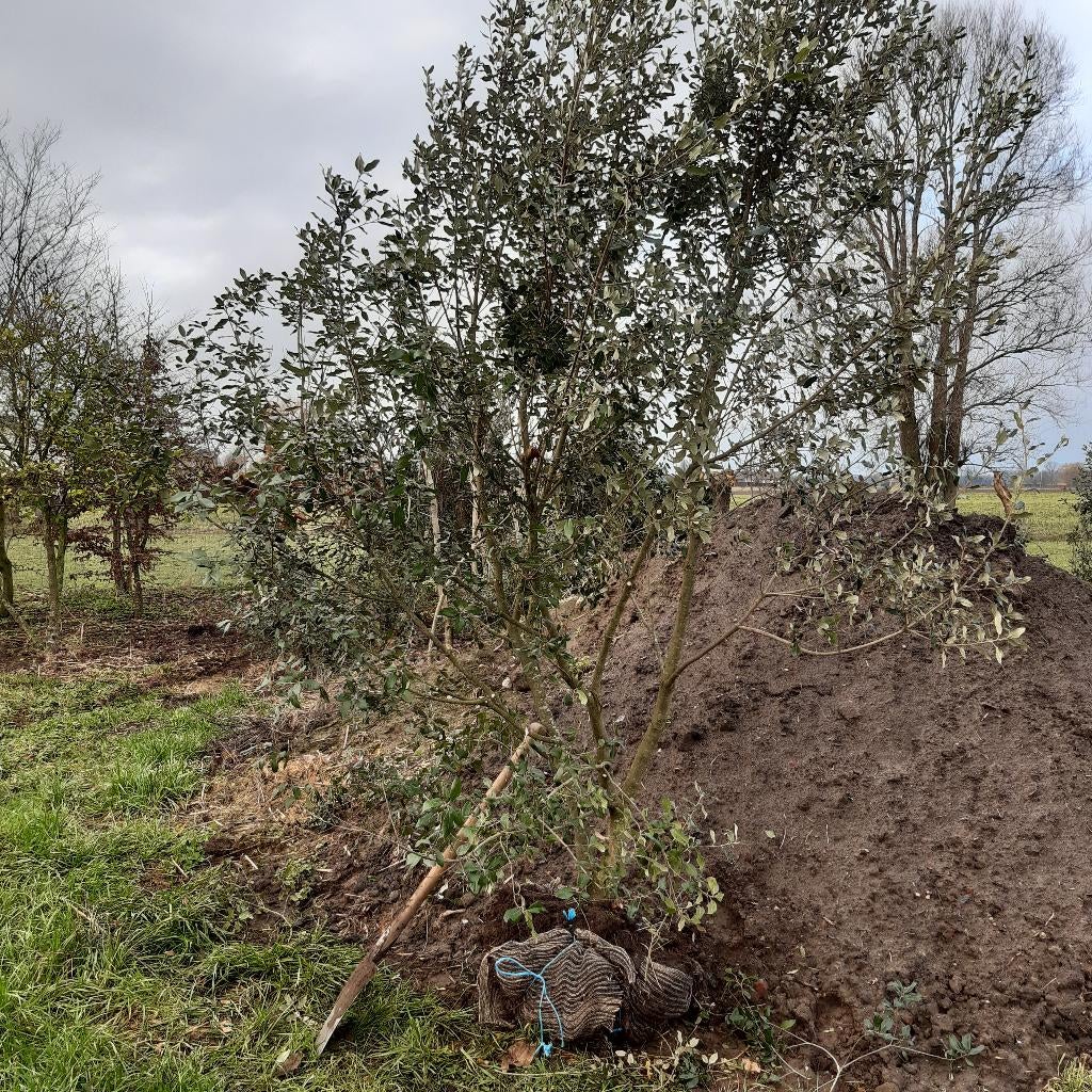 Meerstammige quercus ilex 300/350 hoog, Tuin en Terras, Planten | Bomen, Ophalen