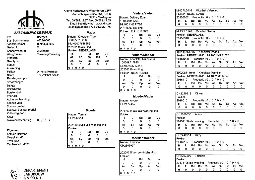 Te koop Ooilam Boergeit, Mei, Vrouwelijk