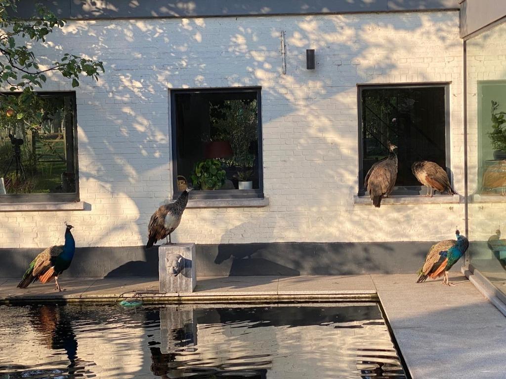 Pauwen te koop – mooie dieren, mannetjes & vrouwtjes, Dieren en Toebehoren, Pluimvee, Meerdere dieren, Overige soorten