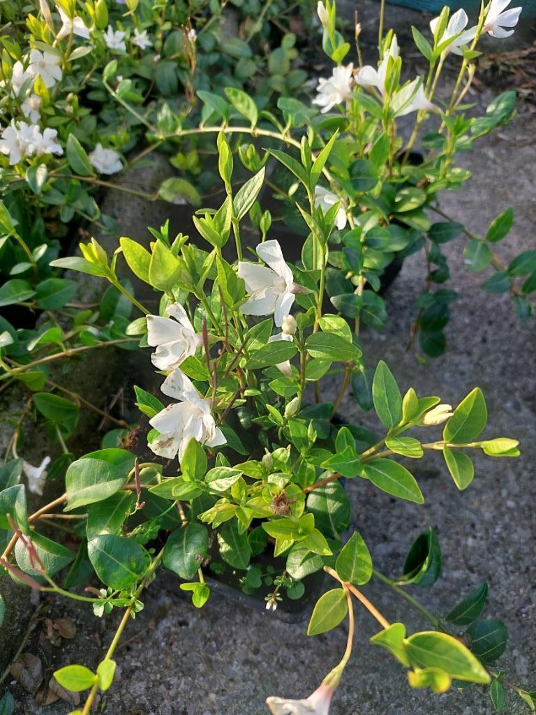 Witte maagdenpalm/  Vinca alba Bodembedekker, Tuin en Terras, Ophalen, Bodembedekkers, Vaste plant, Halfschaduw