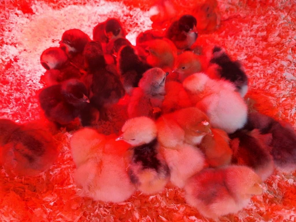 Kuikens, Dieren en Toebehoren