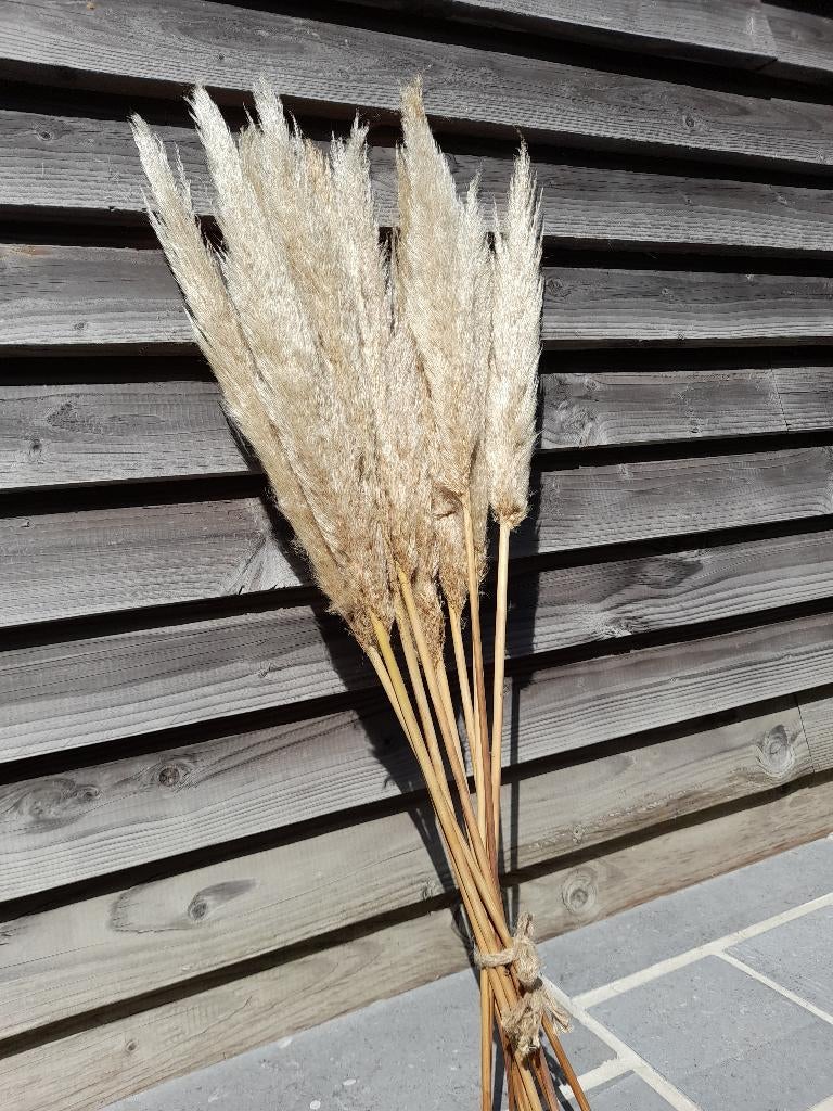 Lot 10 pampas, Huis en Inrichting, Woonaccessoires | Droogbloemen, Nieuw, Ophalen