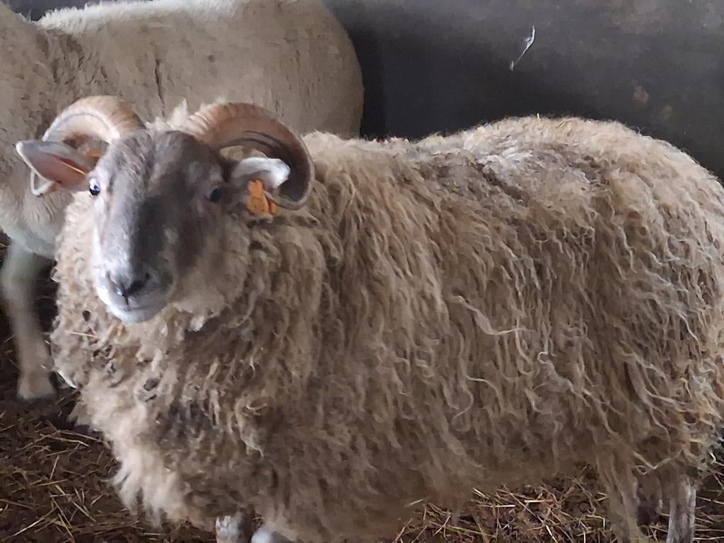 Achat de moutons et de chèvres