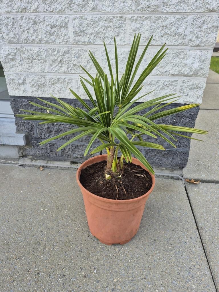 Prachtige winterharde palmbomen, zelfgekweekt., Tuin en Terras, Ophalen