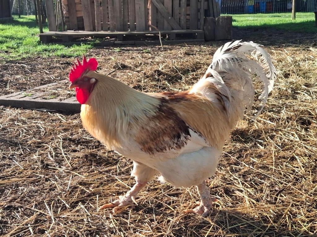 haan, Dieren en Toebehoren, Januari, Mannelijk