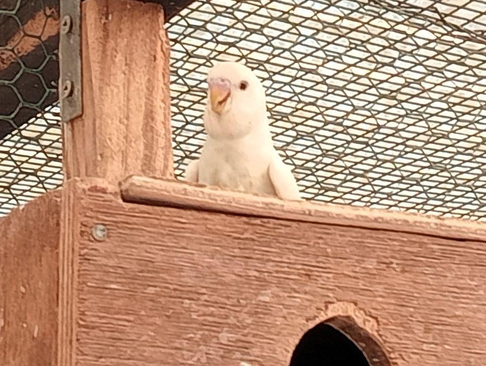 jonge witte parkiet, Perruche