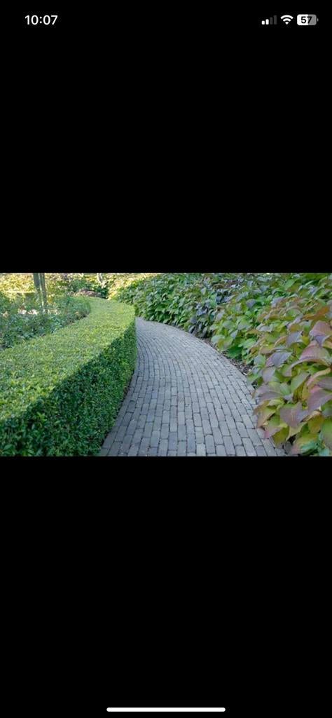 Tuinman, Vacatures, Vacatures | Schoonmaak en Facilitaire diensten