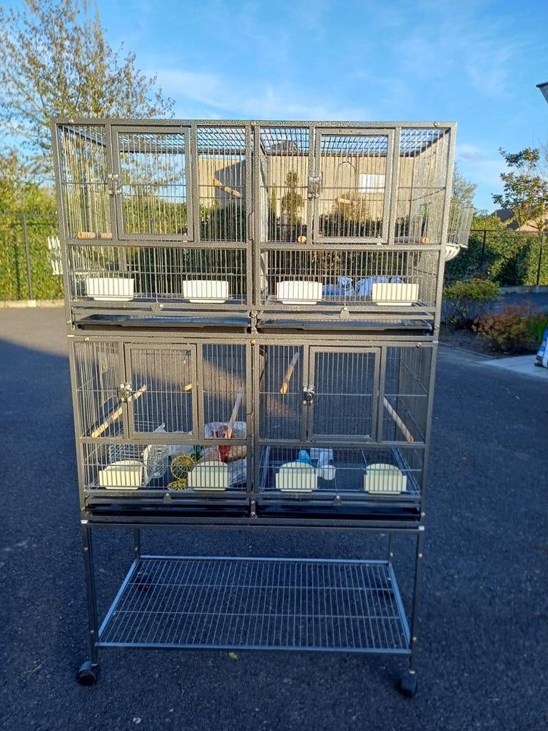 Cage pour oiseaux et élevage, Enlèvement