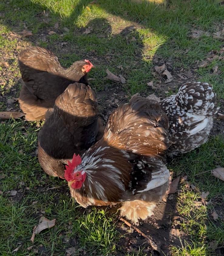 Cochin kriel choco broedeieren, Dieren en Toebehoren, Pluimvee