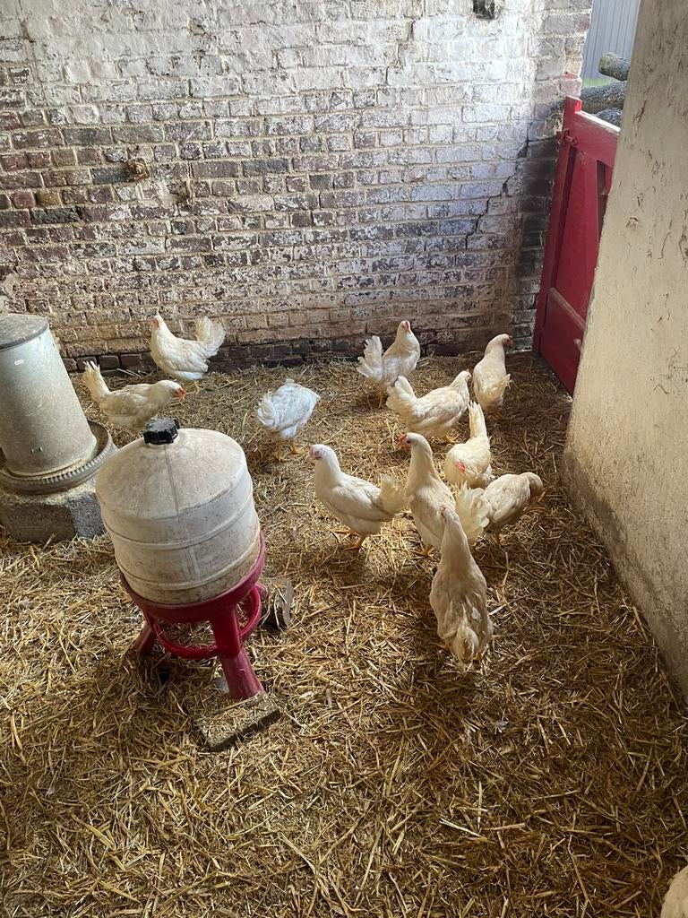 Jonge legkippen/leghorns, Vrouwelijk, Kip