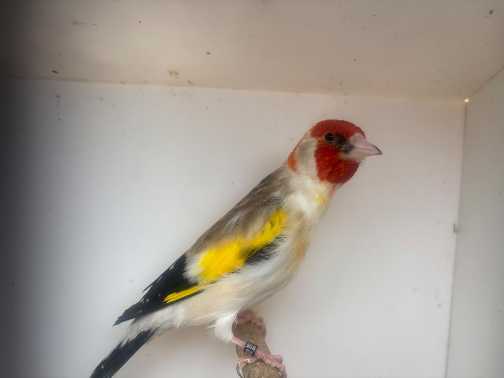 Distelvink man, Mâle, Oiseau chanteur sauvage, Bagué