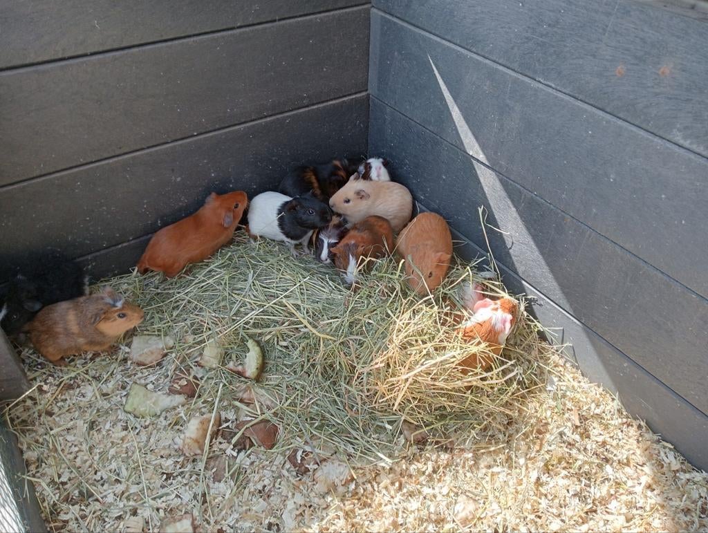 Jonge cavia zeugjes en beertjes, Dieren en Toebehoren, Cavia, Februari, Meerdere dieren, Tam