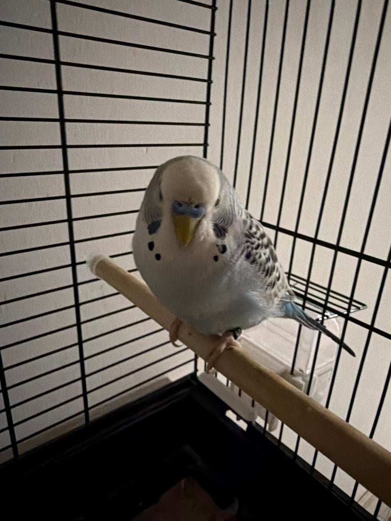 Grasparkiet mannetje tam, Dieren en Toebehoren, Vogels | Overige Vogels, Tam