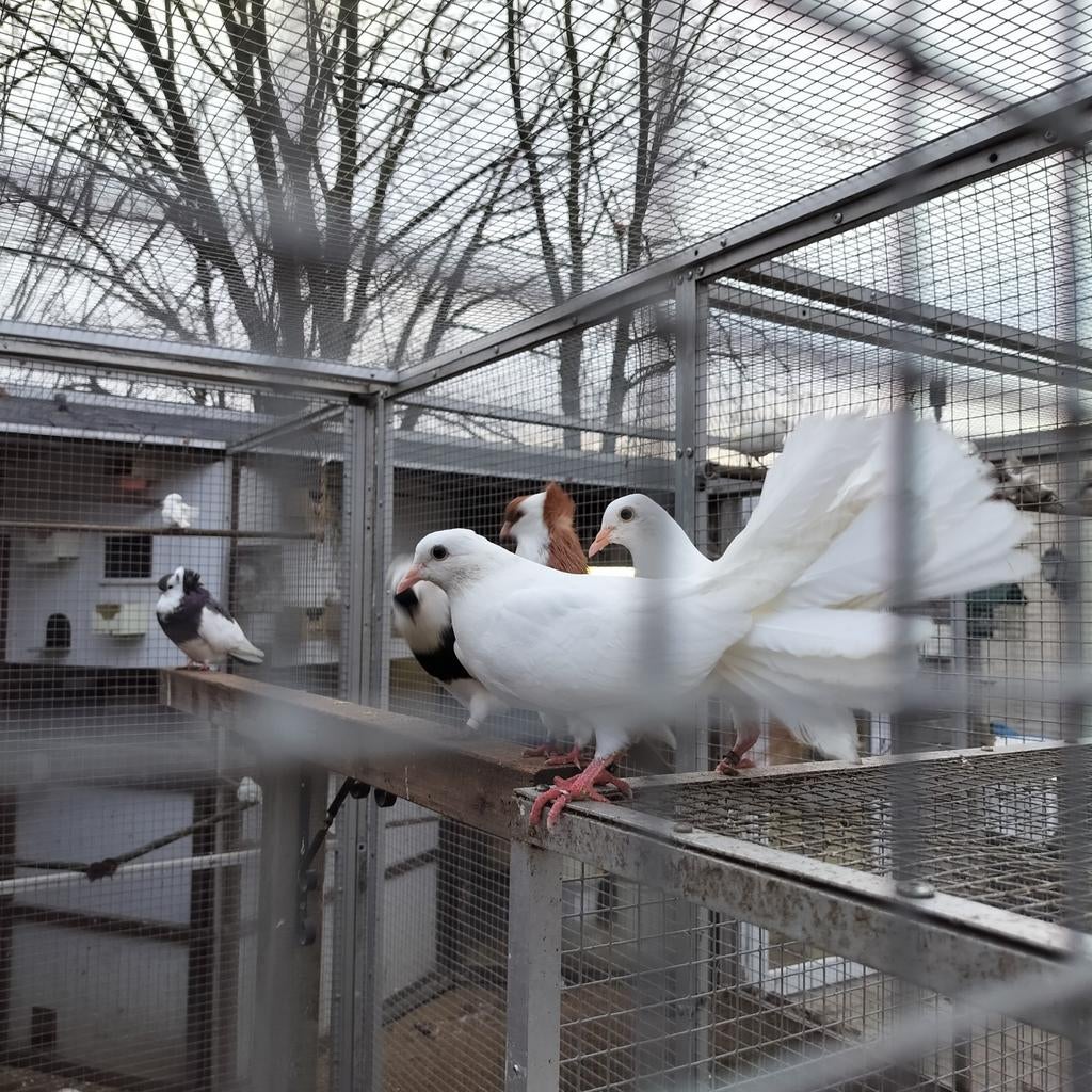 Jonge Pauwstaarten, Plusieurs animaux, Autres espèces