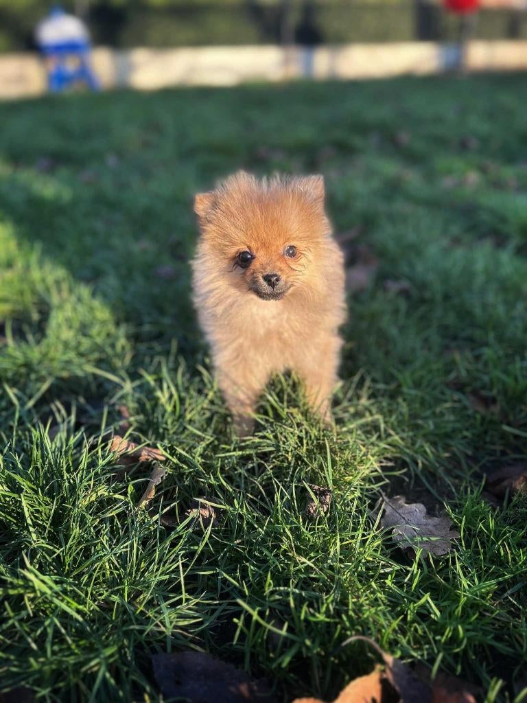 Belgische keeshondjes zoeken baasje!!, Parvo, België, Keeshond, 8 tot 15 weken