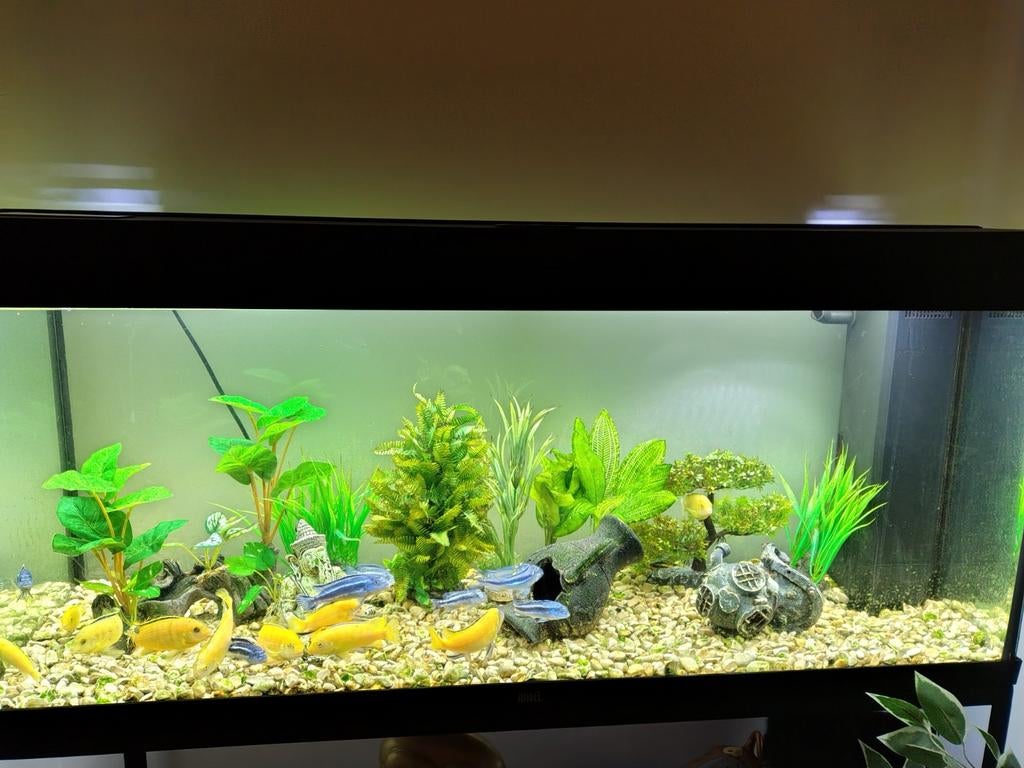 Prachtig 240L Aquarium  Compleet met 20 Malawi Cichliden, Animaux & Accessoires, Poissons | Aquariums & Accessoires, Enlèvement
