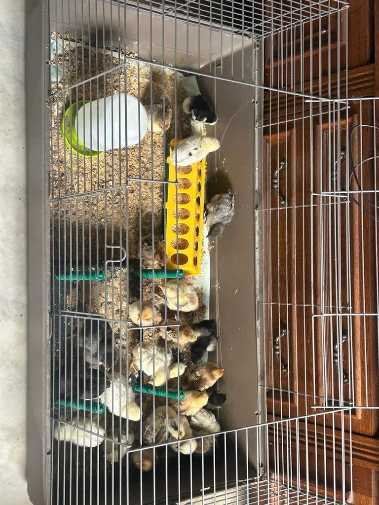 Kuikens, Dieren en Toebehoren, Pluimvee, Geslacht onbekend, Kip