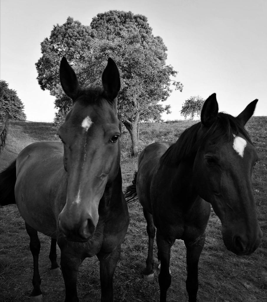 Box-horses DSL IX, Animaux & Accessoires, Box & Pâturages, Pâturage, 1 cheval ou poney