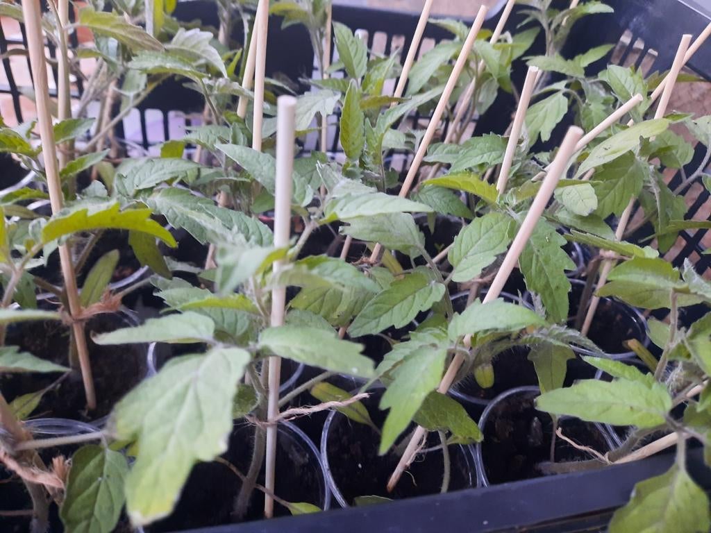 Tomate Ananas petite jaune à repiquer, Jardin & Terrasse, Plantes | Jardin, Enlèvement