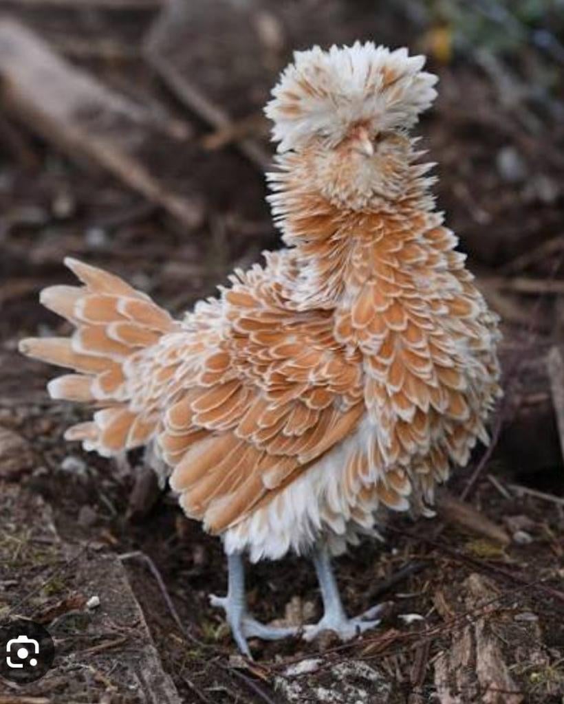 Padua krulveer krielkippen jonge hennen beschikbaar, Animaux & Accessoires, Volatiles, Poule ou poulet, Femelle