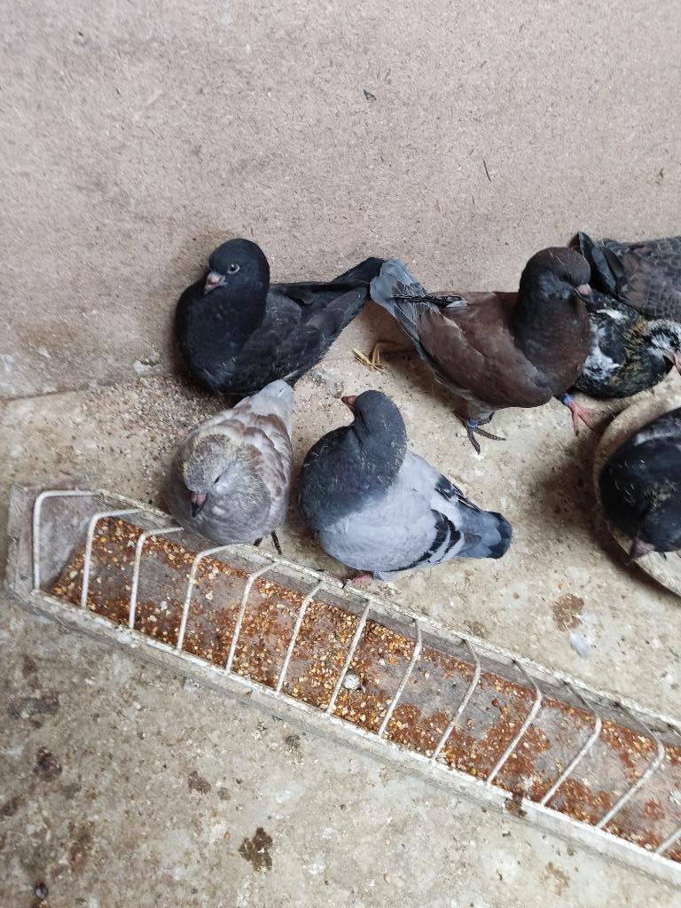 Pigeons king, Animaux & Accessoires, Plusieurs animaux, Autres espèces