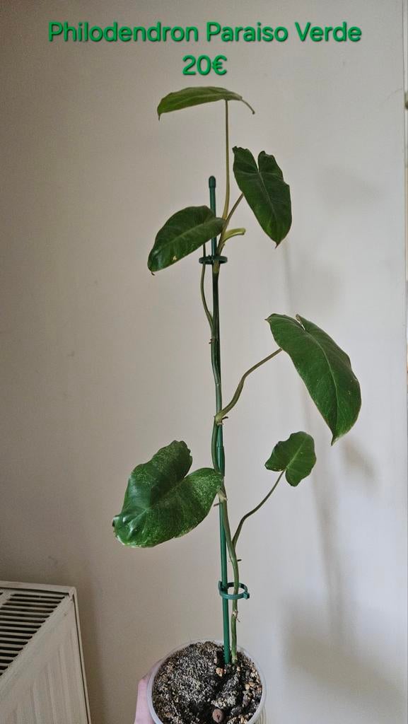 Philodendron paraiso verde, Huis en Inrichting, Kamerplanten, Groene kamerplant, Ophalen, Volle zon, Minder dan 100 cm