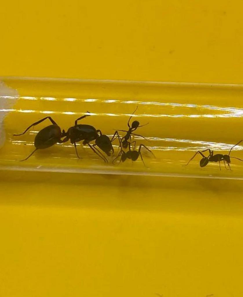 Reine des fourmis Camponotus Cruentatus avec 1 à 5 ouvrières, Fourmis