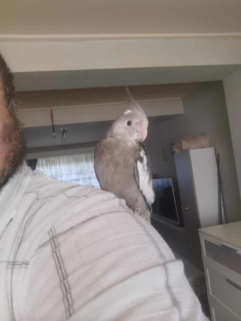 Zeer tamme en bijzonder lieve Valkparkieten