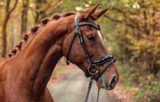 12 jarige sport merrie, Jument