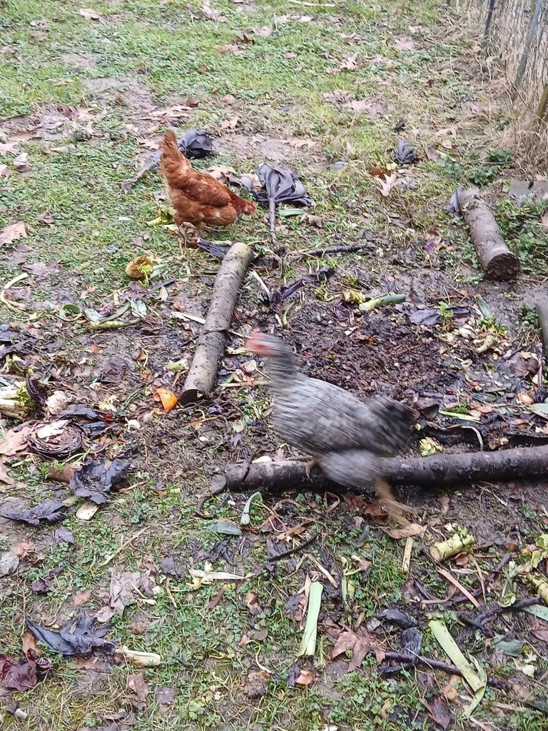 6 poules pondeuses, Animaux & Accessoires, Enlèvement