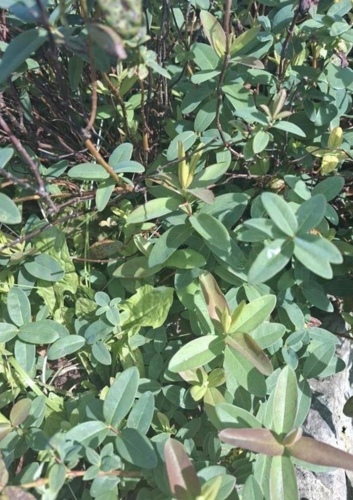 Sint-Janskruid calicynum, bodembedekker, Ophalen of Verzenden