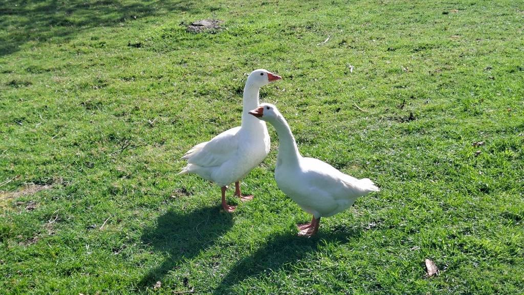 Witte gans, Dieren en Toebehoren, Pluimvee