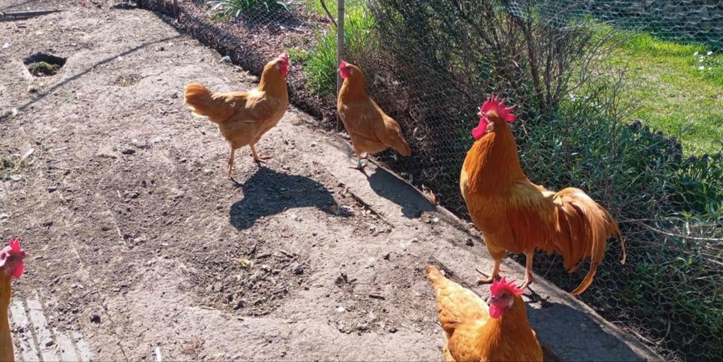 Œufs à incuber Leghorn Buff, Animaux & Accessoires