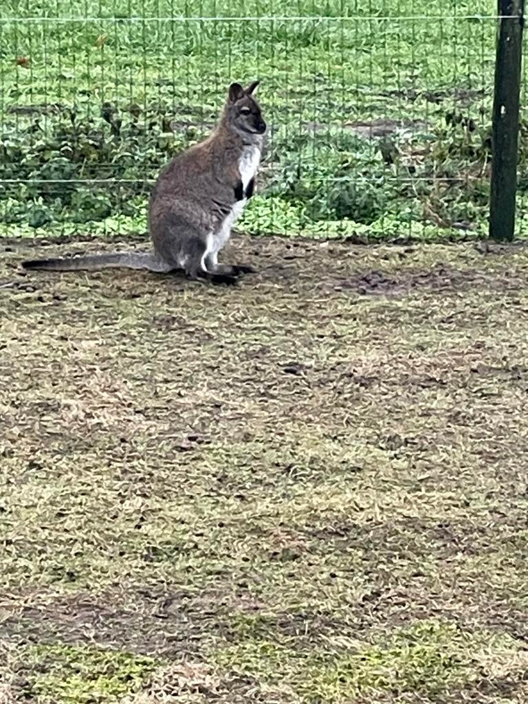 Kangoeroe man, Dieren en Toebehoren, Overige Dieren, Mei, Mannelijk