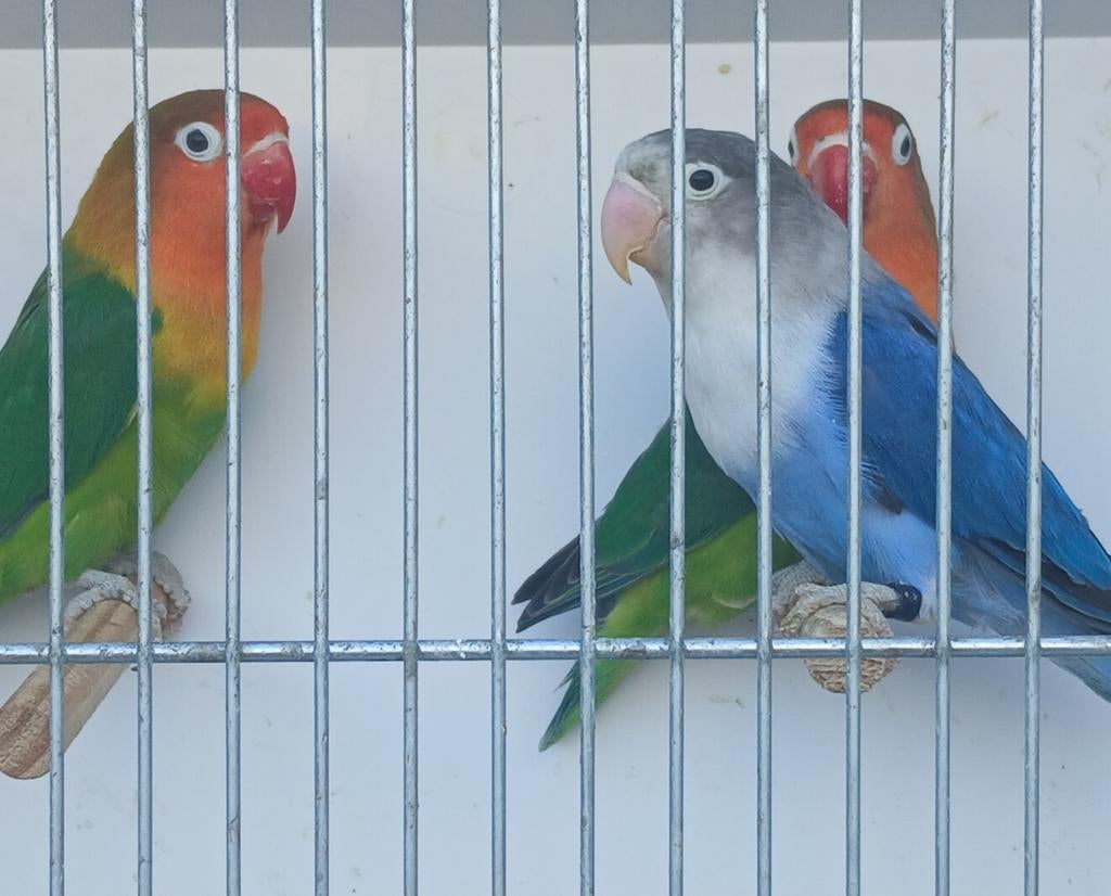 Fisheri's, Dieren en Toebehoren, Vogels | Parkieten en Papegaaien, Tam