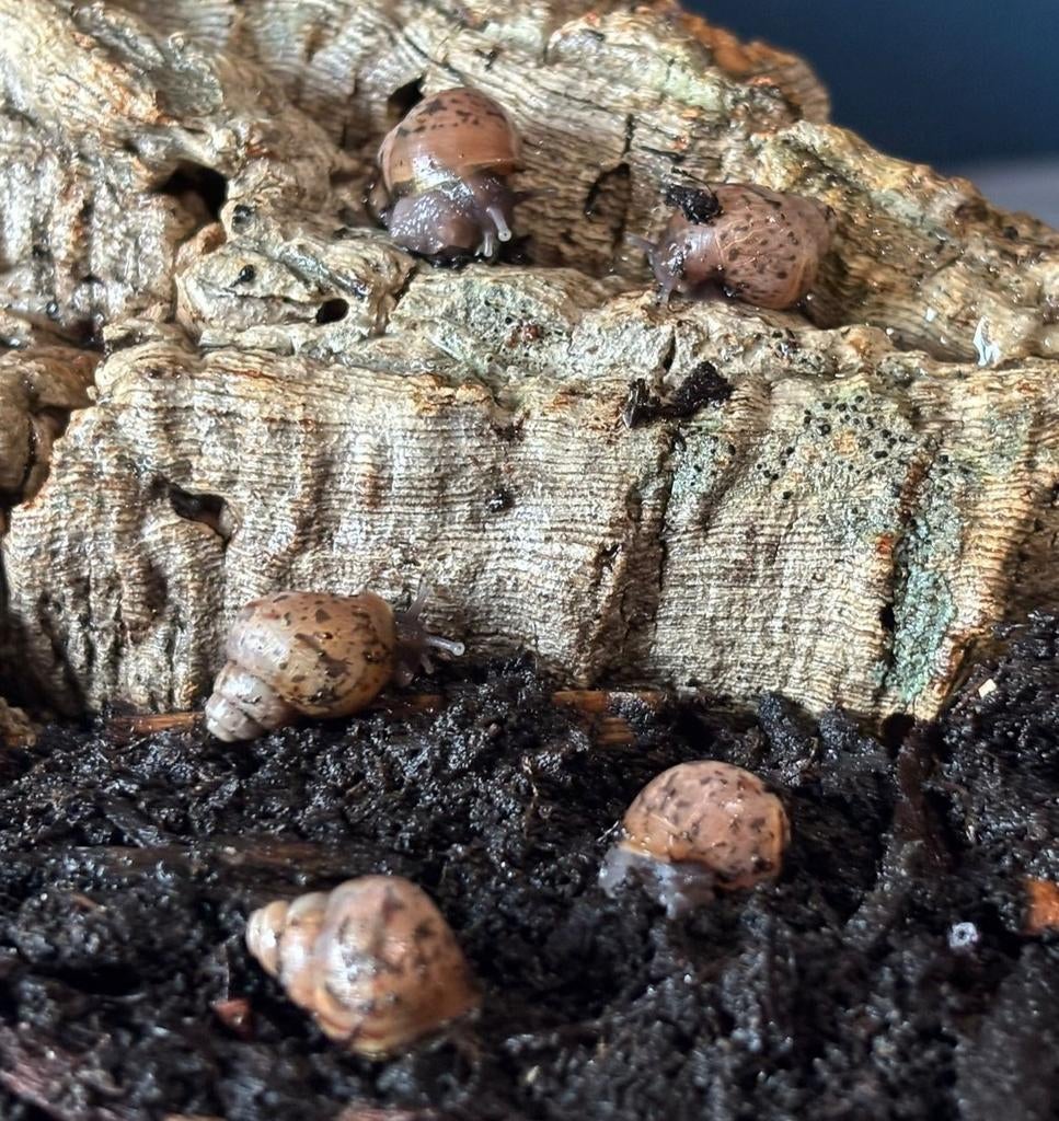 Achatina fulica babies / agaatslak, Animaux & Accessoires, Janvier