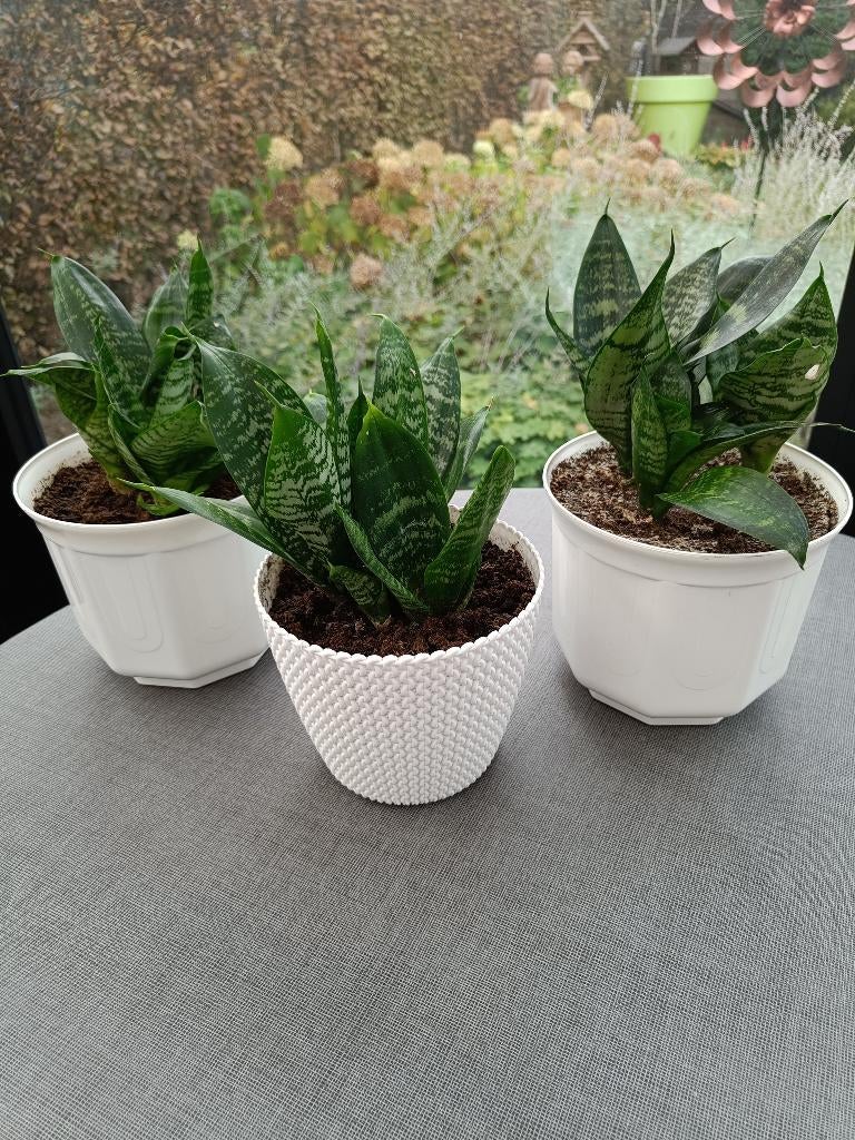 Groene kamerplanten. Sanseveria. Ook vrouwentongen., Autres espèces, En pot, Plein soleil, Moins de 100 cm