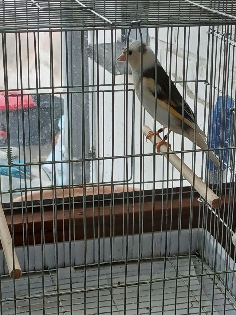 Mitis  chardonrai.  225, Animaux & Accessoires