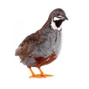 Œufs à incuber de caille - directement de Broedservice, Animaux & Accessoires, Volatiles, Autres espèces, Sexe inconnu