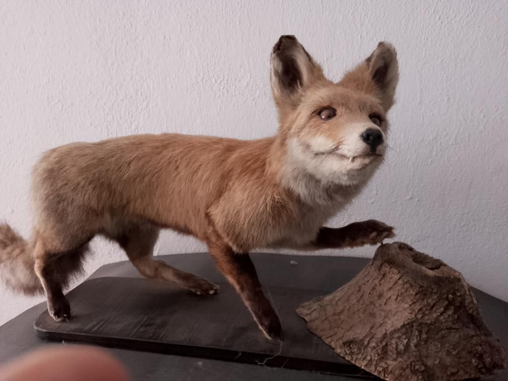 beau renard empaillé monté sur socle en chêne, Enlèvement