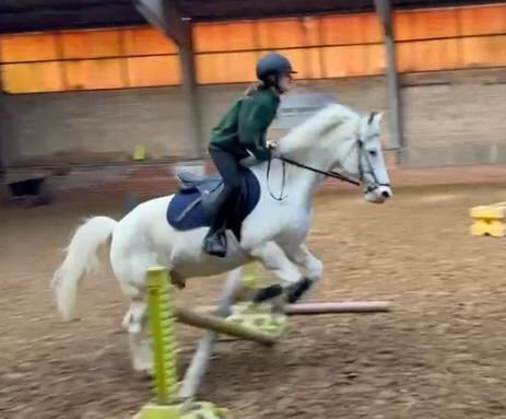 Verzorg pony/ paard gezocht, Dieren en Toebehoren, Paarden