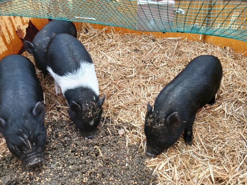 Minivarkentjes, Dieren en Toebehoren, Schapen, Geiten en Varkens