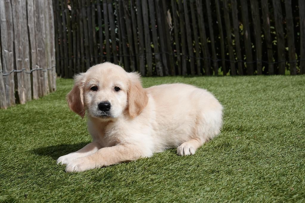 Prachtige Golden retriever pups met stamboom, Dieren en Toebehoren, Honden | Retrievers, Spaniëls en Waterhonden, België, 8 tot 15 weken