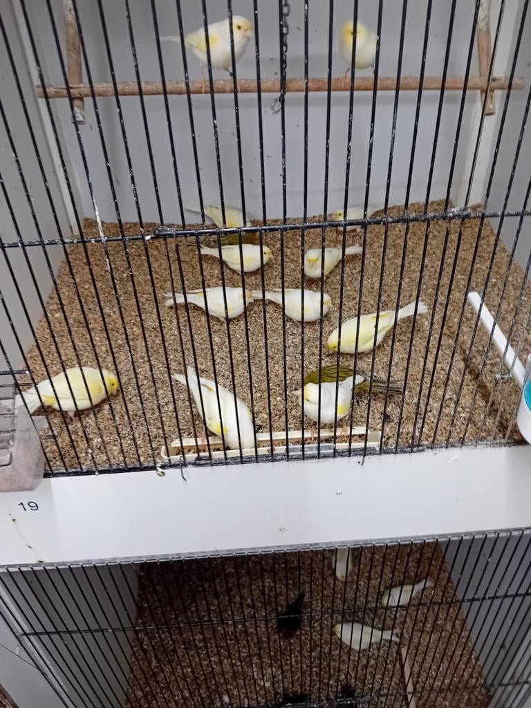 Mooien groote kanaries mannen mensen willen iets en, Dieren en Toebehoren, Vogels | Kanaries