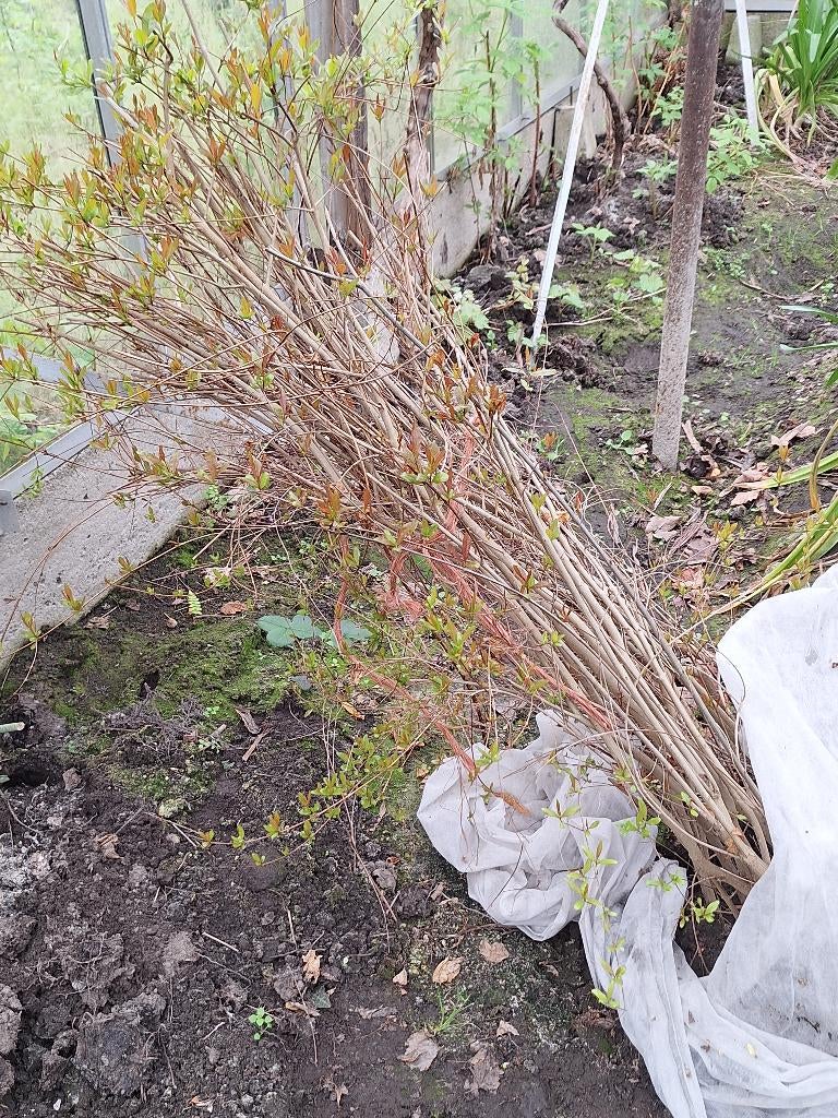 jonge granaatappelboompjes, Ophalen, Overige soorten, Volle zon, In pot
