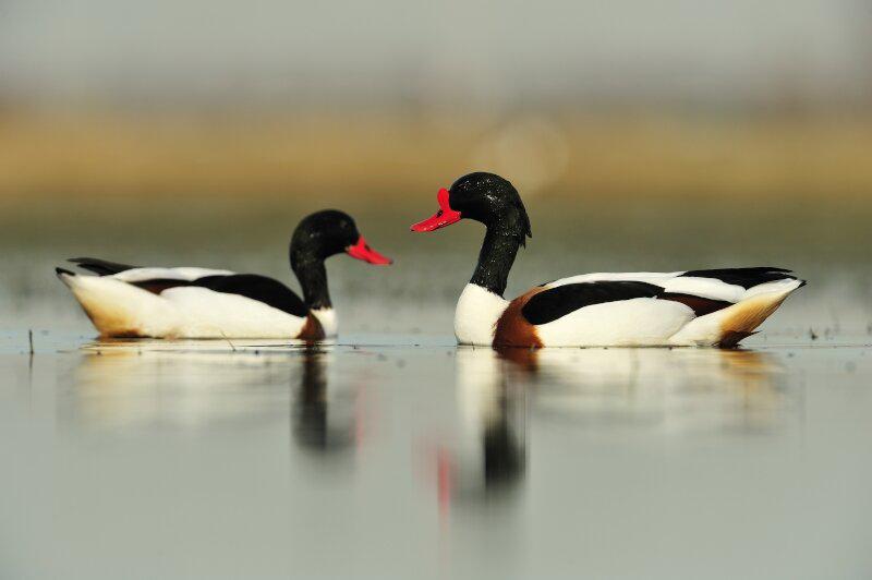 Koppel bergeenden van 2025, Dieren en Toebehoren, Pluimvee, Meerdere dieren, Eend