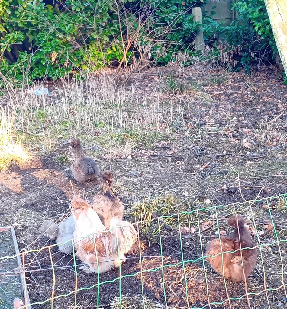 Ras zuiver, Dieren en Toebehoren
